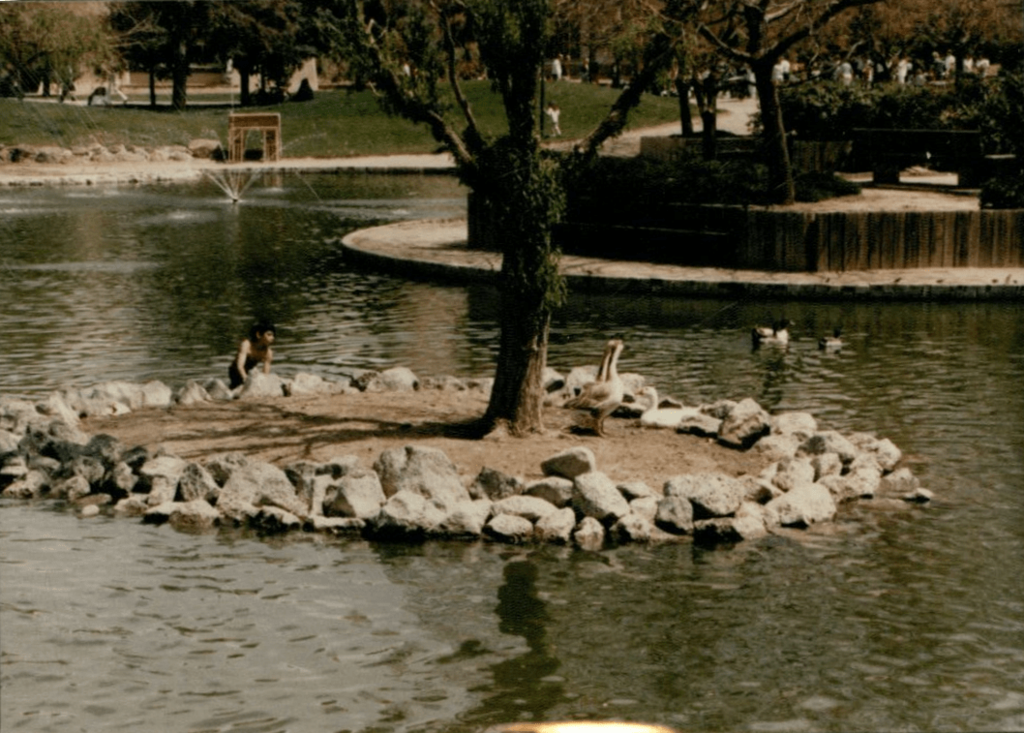An island within the duck pond with a tree on it that no longer exist in the present.